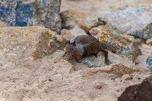 Squirrel in the Rocks   Monterey Peninsula 1391